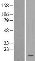 KRTAP20-2 Human Over-expression Lysate