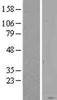 KRTAP20-1 Human Over-expression Lysate