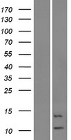 KRTAP19-6 Human Over-expression Lysate