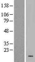 KRTAP19-4 Human Over-expression Lysate