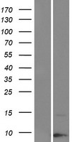 KRTAP19-3 Human Over-expression Lysate