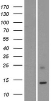 KRTAP19-1 Human Over-expression Lysate