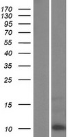 KRTAP6-2 Human Over-expression Lysate