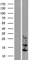 KRTAP6-1 Human Over-expression Lysate