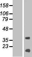 KRTAP13-4 Human Over-expression Lysate
