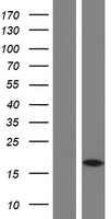 MAP1LC3A Human Over-expression Lysate
