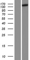 HPS5 Human Over-expression Lysate