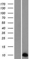 Neuronatin (NNAT) Human Over-expression Lysate