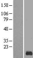 KRTAP12-1 Human Over-expression Lysate