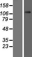 OGT Human Over-expression Lysate