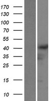 General Receptor for phosphoinositides 1 (GRASP) Human Over-expression Lysate