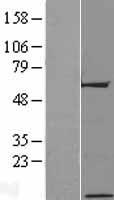 C17orf64 Human Over-expression Lysate