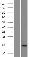 LYRM7 Human Over-expression Lysate
