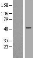 ORC4L (ORC4) Human Over-expression Lysate
