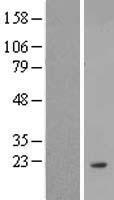 ANKRD37 Human Over-expression Lysate
