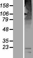 SLC36A3 Human Over-expression Lysate