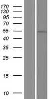 GPR142 Human Over-expression Lysate