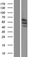 Gliomedin (GLDN) Human Over-expression Lysate