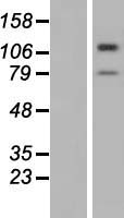 TMTC3 Human Over-expression Lysate