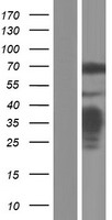 NF2 Human Over-expression Lysate