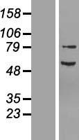 NF2 Human Over-expression Lysate