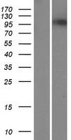 POLN Human Over-expression Lysate