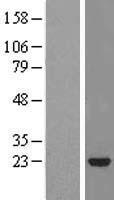 STARD5 Human Over-expression Lysate