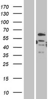 DMRT2 Human Over-expression Lysate