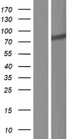 ZNF283 Human Over-expression Lysate