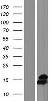 NUDT8 Human Over-expression Lysate