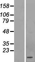 C1orf210 Human Over-expression Lysate