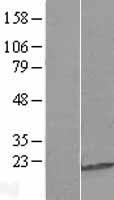 C9orf85 Human Over-expression Lysate