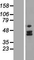 MTERFD2 (MTERF4) Human Over-expression Lysate