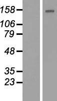 BCL9L Human Over-expression Lysate