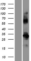 POM121L12 Human Over-expression Lysate