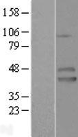IZUMO1 Human Over-expression Lysate