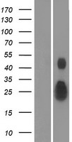 Ephrin A4 (EFNA4) Human Over-expression Lysate