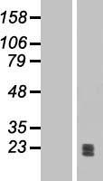 Ephrin A1 (EFNA1) Human Over-expression Lysate