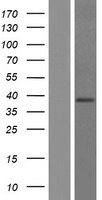 NORE1 (RASSF5) Human Over-expression Lysate