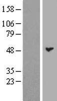 LPLUNC3 (BPIFB3) Human Over-expression Lysate