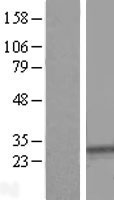 SYPL1 Human Over-expression Lysate