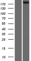 SCRIBBLE (SCRIB) Human Over-expression Lysate