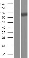 SRPK2 Human Over-expression Lysate