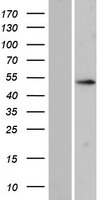 ZNF713 Human Over-expression Lysate