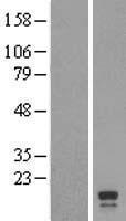 C2orf48 Human Over-expression Lysate