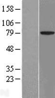 ACCN4 (ASIC4) Human Over-expression Lysate