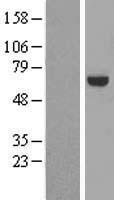 RABGGTA Human Over-expression Lysate