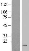 FKBP9P1 Human Over-expression Lysate