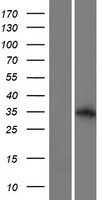 ALS2CL Human Over-expression Lysate