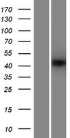 ANKRD42 Human Over-expression Lysate